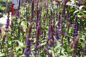 Maybe you would like to learn more about one of these? Plant Guide Plants For Dry Soil Mr Plant Geek