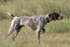 As a puppy they are attractive, but as a breed that comes from german bird dogs, they will have a lot of energy. German Shorthaired Pointer Puppies For Sale From Reputable Dog Breeders