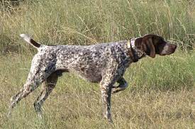 Brushy mountain shorthairs is a farm and kennel located in the foothills of western north carolina. German Shorthaired Pointer Puppies For Sale From Reputable Dog Breeders