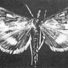 Larvae feed on leaves, tassels, the whorl, and within ears, but the ears are the preferred sites for corn earworm. Pdf European Corn Borer Ostrinia Nubilalis Hubner Insecta Lepidoptera Pyralidae 1