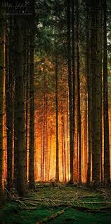 Down In The Forest We Ll Sing A Chorus Down In The Forest We Ll Sing A Chorus One That Everybody Knows Hands Held Higher We Ll Be On Fire Singing Songs That Beautiful Nature Tree Beautiful Tree