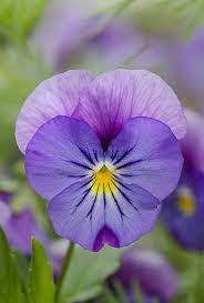 Pin On Flowers