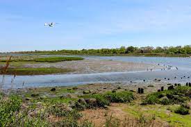 Wandering Through Brooklyn S Natural Past In Marine Park Brownstoner