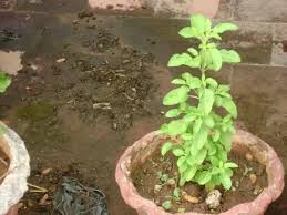 Maybe you would like to learn more about one of these? What Are The Plants Good For A Balcony Garden In South India Quora