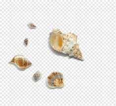Conch - Simple English Wikipedia, The Free Encyclopedia