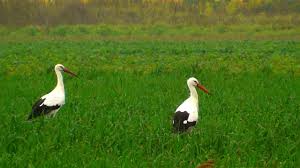 Image result for STORKS PHOTO