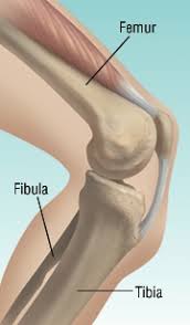 Leg Fracture Harvard Health