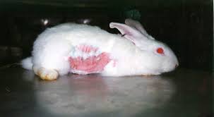 We did not find results for: Most Of Your Favorite Makeup Brands Are Not Cruelty Free