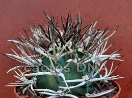 Image result for Biophytum crassipes