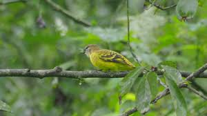 Image result for Chrysophyllum gorungosanum