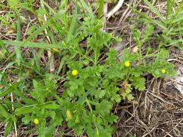 Image result for Grangea maderaspatana