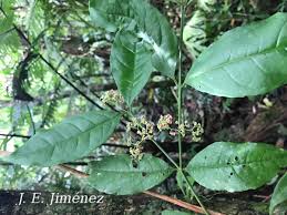 Image result for Crossopetalum
