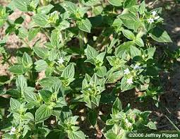 Image result for Richardia brasiliensis