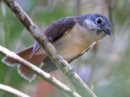 Image result for Wahlenbergia madagascariensis