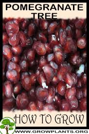 Specific climate requirements 1 pomegranate trees will grow successfully in tropical climates to warm temperate climates, according to the university of. Pomegranate Tree How To Grow Care
