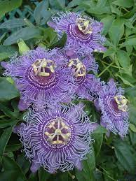 Pin On Nature