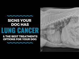 The signs indicating a primary lung tumor can vary, depending on the location of the tumor, speed of tumor growth, and presence of previous or current lung disease. Signs Your Dog Has Lung Cancer The Best Treatments Options For Your Dog Vlog 104 Youtube
