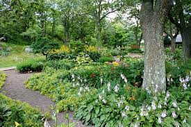 Fungal mats develop under the bark on the trunks and major branches of infected red oak trees. 32 Flowers Groundcover And Shrubs That Grow Under Trees Shifting Roots