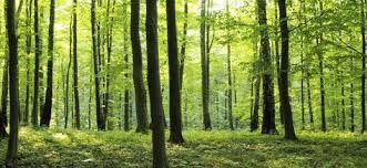 Wald Rural Forest Fototapete Tapete Photowall Fototapete Tapeten Wald Tapete