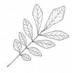 Image result for Philenoptera wankieënsis