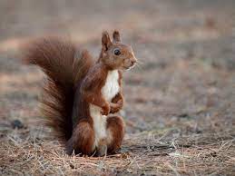 Que comen las ardillas de campo. Ardilla Que Comen Caracteristicas Tipos De Ardillas