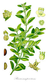 Image result for Buxaceae