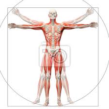 Anatomie Des Menschen Angezeigt Wie Der Vitruvianische Mensch Wandposter Poster Verhaltnis X Ray Knie Myloview De
