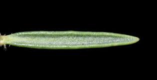 Image result for Selago dinteri