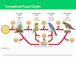 When the food chain happens among the organisms who are found on land habitats are known as terrestrial food chains. Ecosystems What Are They And How Do They Work Ppt Video Online Download