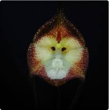 Dracula simia doing its monkey trick.L ...