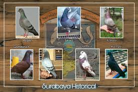 Check spelling or type a new query. Mengenal Warna Dan Istilah Doro Kenthongan Teras Surabaya