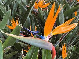 Big bird of paradise flower. Strelitzia Bird Of Paradise Care And Growing Tips