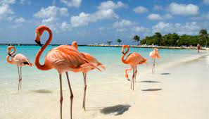 Se cercate su instagram delle foto dell'isola di aruba, potrete imbattervi facilmente in migliaia di immagini di persone che fanno amicizia con una specie animale particolarmente fotogenica e simpatica: Ad Aruba Sulla Spiaggia Abitata Dai Fenicotteri Rosa Siviaggia
