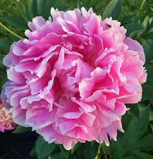 I loved this flower arrangement! Fresh Peony Flowers Dr Alexander Fleming Pink Peony