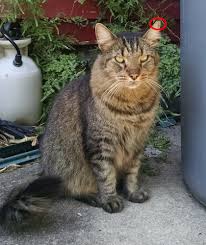 The term feral describes a particular behavior a cat exhibits when it has not been socialized to people. Feral Cats Or Stray Cats Msah Metairie Small Animal Hospital New Orleans La