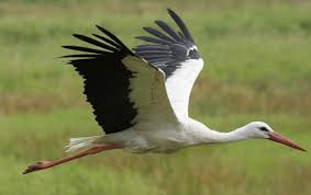 White Stork Cute Animals Beautiful Birds Stork
