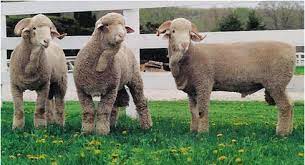 Delaine Merino Rams Sheep Breeds Merino Sheep Sheep