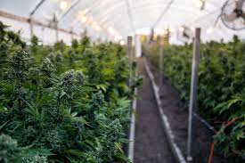 This is the resource for the top 5 most are you a fan of both weed and video games? Growing Weed In California View The Vibe Toronto