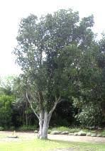 Image result for Rapanea melanophloeos