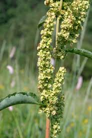Image result for Rumex ruwenzoriensis
