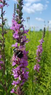 Save 50% + free chocs. More Flowers And Pollinator Diversity Could Help Protect Bees From Parasites Imperial News Imperial College London