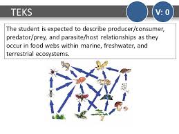 Do Now V 0 Monday1 Identify The Diagrams On The Half Page As Food Chain Food Pyramid Food Web 2 On The Back Of Your Paper Complete The Following Ppt Download