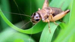 Are you hearing that lone cricket somewhere in your house and you are worried about finding damages? What Do Crickets Eat