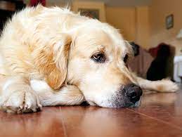 How Do I Know If My Dog Has Allergies Petfinder
