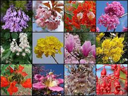 100+ varieties of stunning flowering trees for all colour schemes & gardens. Most Beautiful Flowering Trees Close Up Flowering Trees Beautiful Tree Deciduous Trees