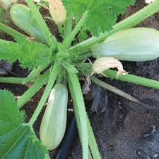 Our plants are selected by our experts & come with care guides specific to the plant. Columbia F1 Lebanese Zucchini Seed Activevista For Market Farm Garden