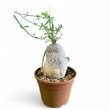 Image result for Fockea