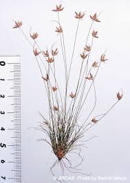 Image result for Bulbostylis trabeculata