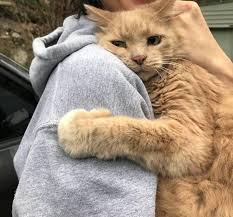 Untitled Pinterest Carriefiter 90s Fashion Street Wear Street Style Photography Style Hipster Vintage Design Landsc Cute Animals Baby Animals Cute Cats