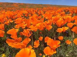 Check spelling or type a new query. Yucca And Poppies Picture Of Antelope Valley California Poppy Reserve Lancaster Tripadvisor